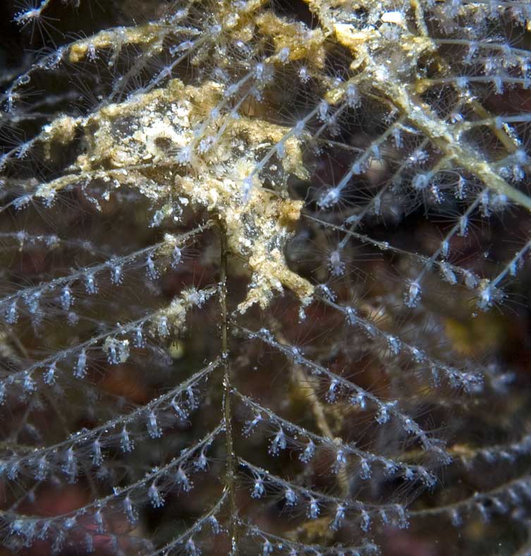 Pennaria disticha
